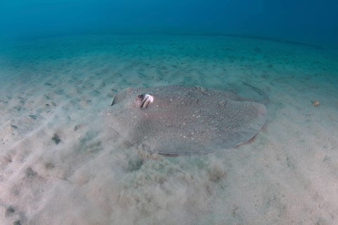 Round ribbontail ray