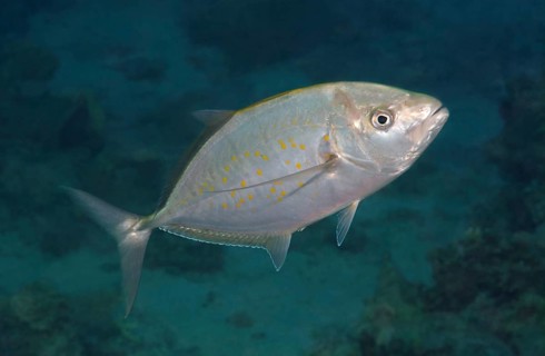 Yellowspotted trevally