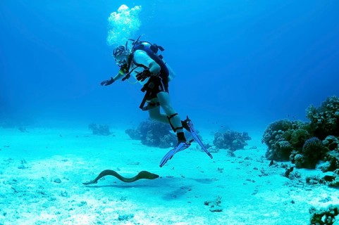 Moray swims under the scuba diver