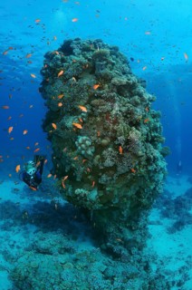 Female scuba diver with a school of Longspine anthias (Pseudanthias squamipinnis) at Coral pillar
