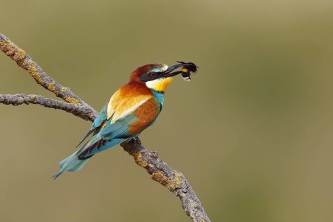 European bee-eater (Merops apiaster) with a captured bumblebee (Bombus terrestris) in its beak