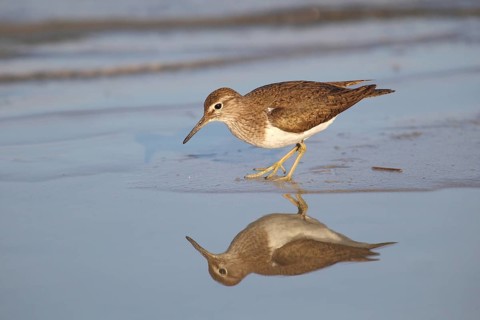 Sandpiper (Actitis hypoleucos) standing in shallow water