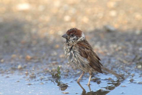 Tree Sparrow (Passer montanus) bathes in a puddle