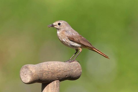 Redstart (Phoenicurus phoenicurus)