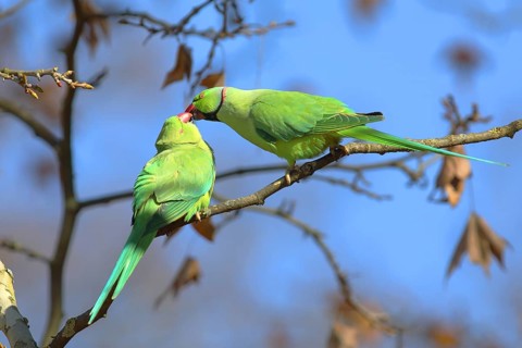Rose-ringed parakeets (Psittacula krameri)