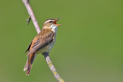Sedge Warbler (Acrocephalus schoenobaenus)