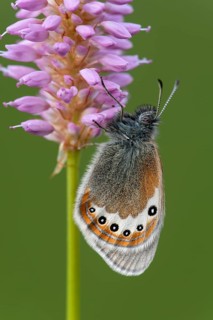 Alpine Heath (Coenonympha gardetta) sits on Persicaria bistorta (Polygonum bistorta)