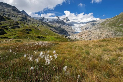 Mountain landscape with woolly grass in front of Schlatenkees glacier