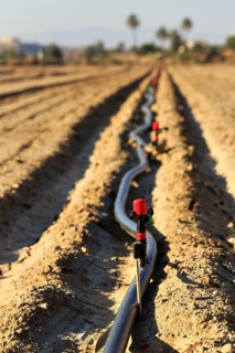 Sprinkler on an irrigation pipe