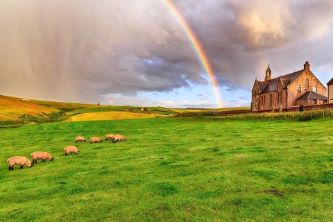 Scottish Highland Domestic sheep (Ovis gmelini aries) graze in a meadow with rainbow