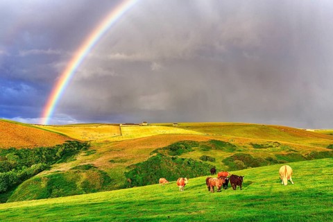 Angus cattle grazing on pasture in agricultural landscape with rainbow