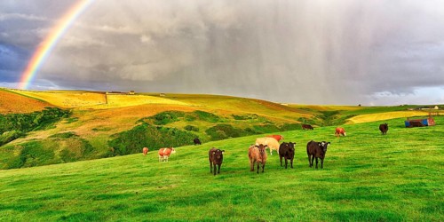 Angus cattle grazing on pasture in agricultural landscape with rainbow