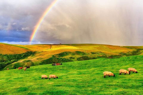 Scottish Highland Domestic sheep (Ovis gmelini aries) graze in a meadow with rainbow