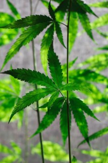 Hemp (cannabis)