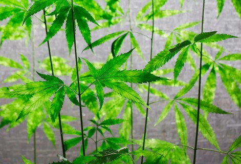 Hemp (cannabis)
