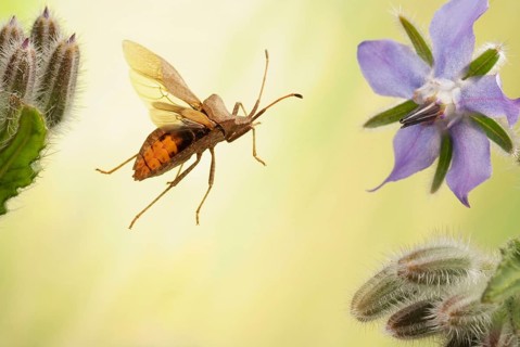 Dock bug (Coreus marginatus) in flight on flower of a Borage plant (Borago officinalis)