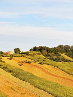 Sunflower fields and vineyards
