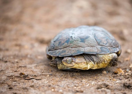 African helmeted turtle