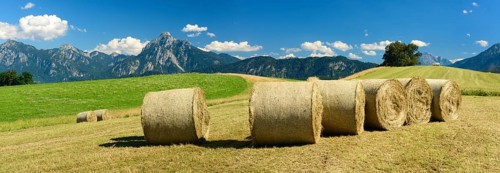 Bales on mowed meadow