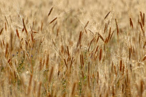Wheat (Triticum sp.) field