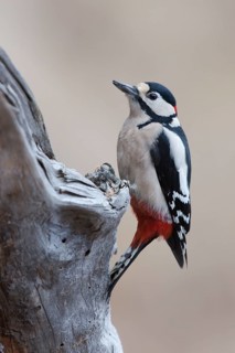 Great spotted woodpecker (Dendrocopos major)