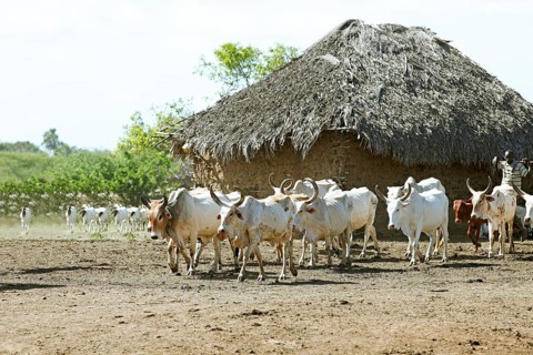 Zebu