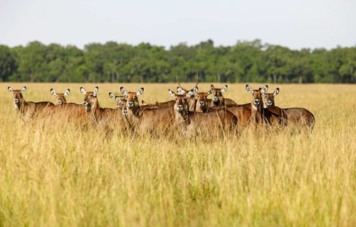 Waterbucks (Kobus ellipsiprymnus defassa)
