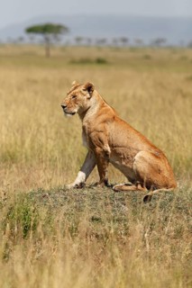 Lioness (Panthera leo) sitting on a small hill