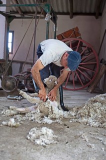 Gaucho shearing wool of a domestic sheep