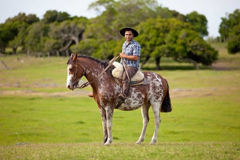 Gaucho on a Criollo horse