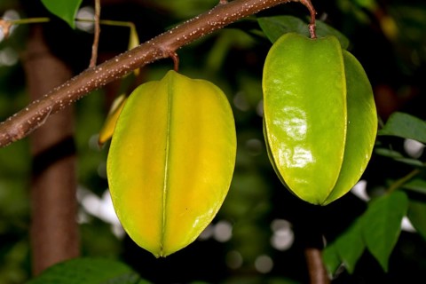 Starfruit