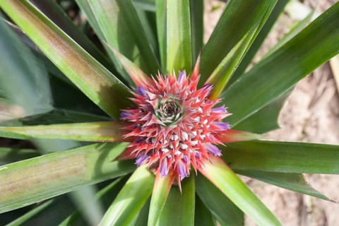 Flowering pineapple (Ananas comosus)