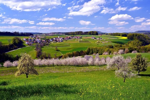 Landscape with blossoming cherry trees
