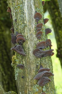 Mushrooms