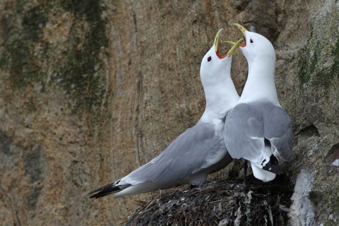 Black-legged kittiwakes (Rissa tridactyl)