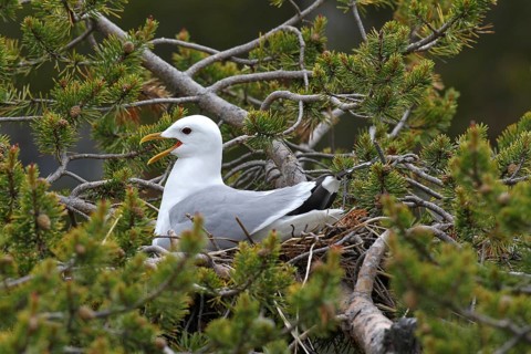 Common gull (Larus canus)