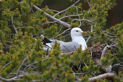 Common gull (Larus canus) sitting in nest on dwarf pine