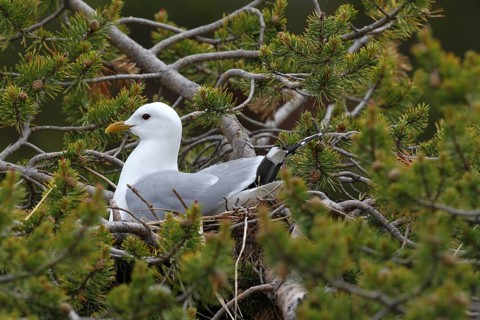 Common gull (Larus canus) sitting in nest on dwarf pine