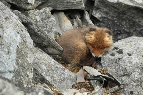 Red fox (Vulpes vulpes)