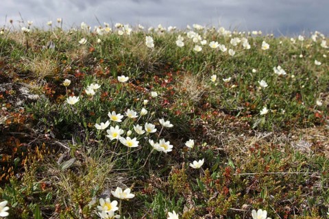 Mountain avens (Dryas octopetala)
