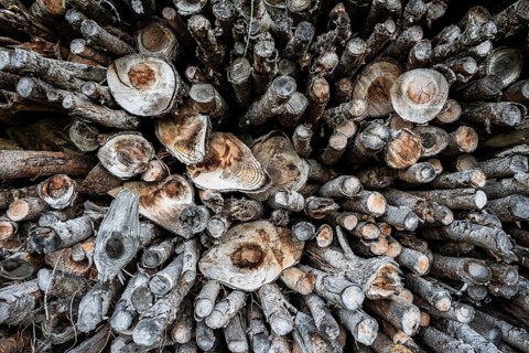 Stacked firewood