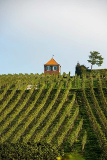 Red vine cottage with vineyard