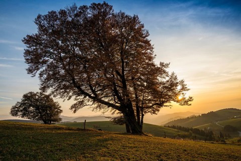 Wood pasture beeches (fagus) in autumn in front of hilly landscape