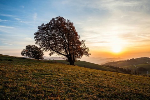 Wood pasture beeches (fagus) in autumn in front of hilly landscape