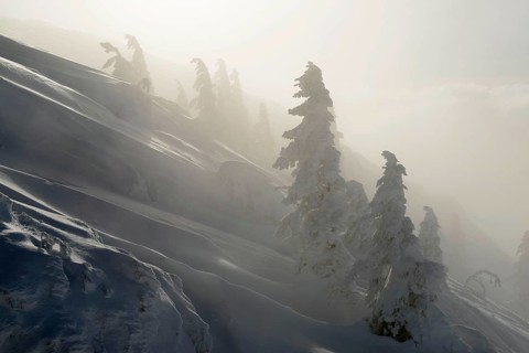 Snow-covered mountain spruces in winter