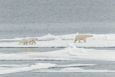 Polar bear (Ursus maritimus)