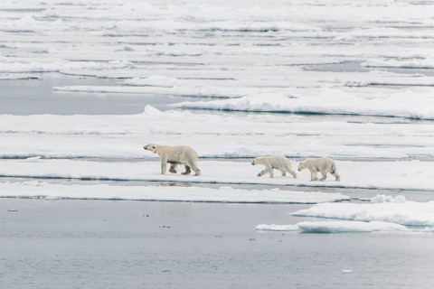 Polar bear (Ursus maritimus)