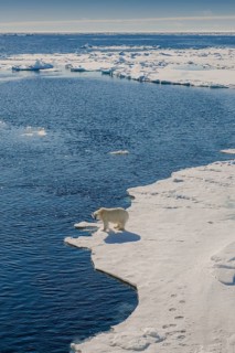 Polar bear (Ursus maritimus)