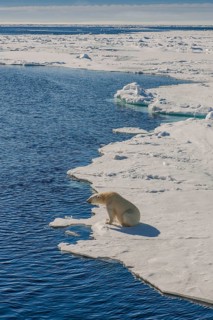 Polar bear (Ursus maritimus)