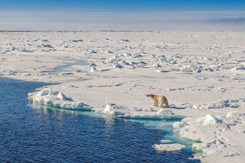 Polar bear (Ursus maritimus)